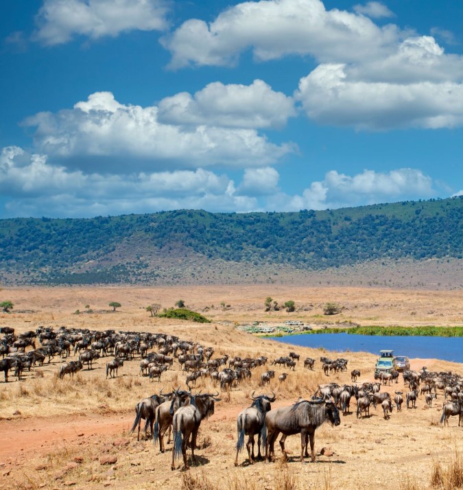 Aerial view of the Ngorongoro Crater, showcasing its vast depth and lush wildlife-filled ecosystem in Tanzania.