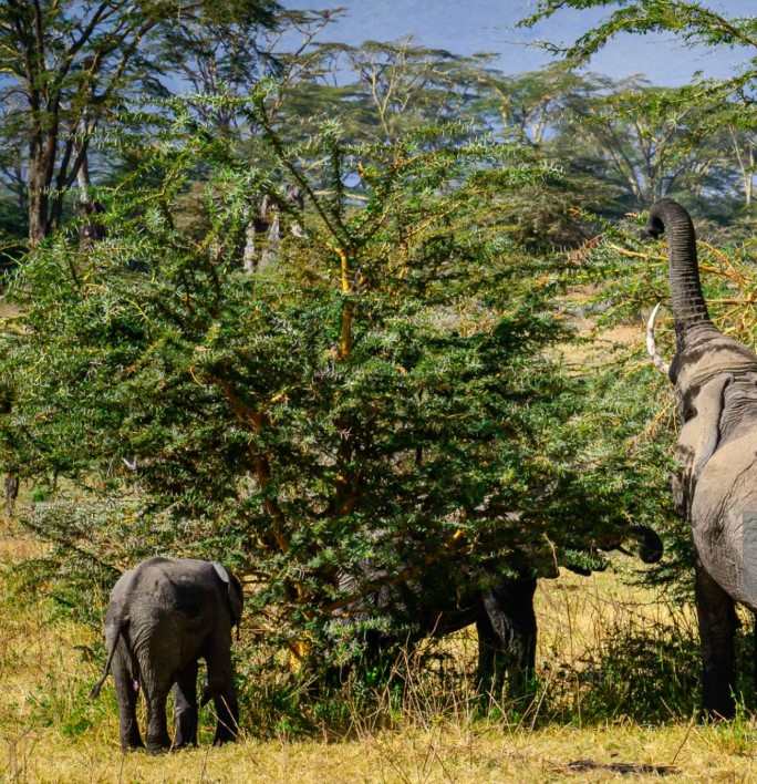 Ngorongoro Crater wildlife and stunning landscape views