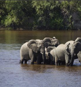 A herd of elephants roaming through the golden savannah of Ruaha National Park under a glowing sky.