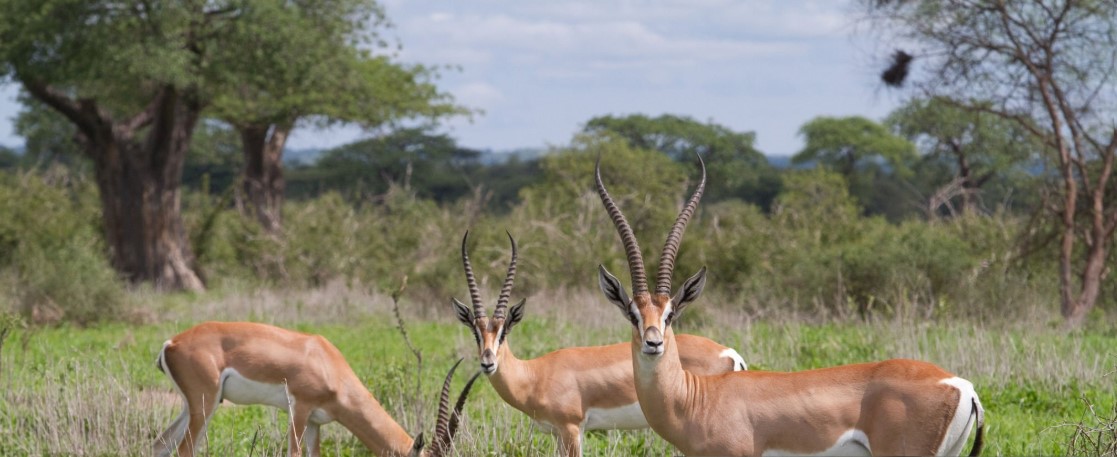 Wide landscape of Ruaha National Park with elephants near the river, baobab trees in the background, and golden savannah stretching into the horizon.