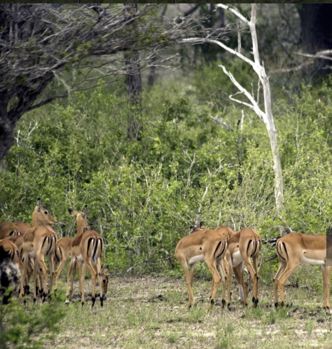 A group of wild animals including elephants, zebras, and giraffes roaming freely in Selous Game Reserve, Tanzania