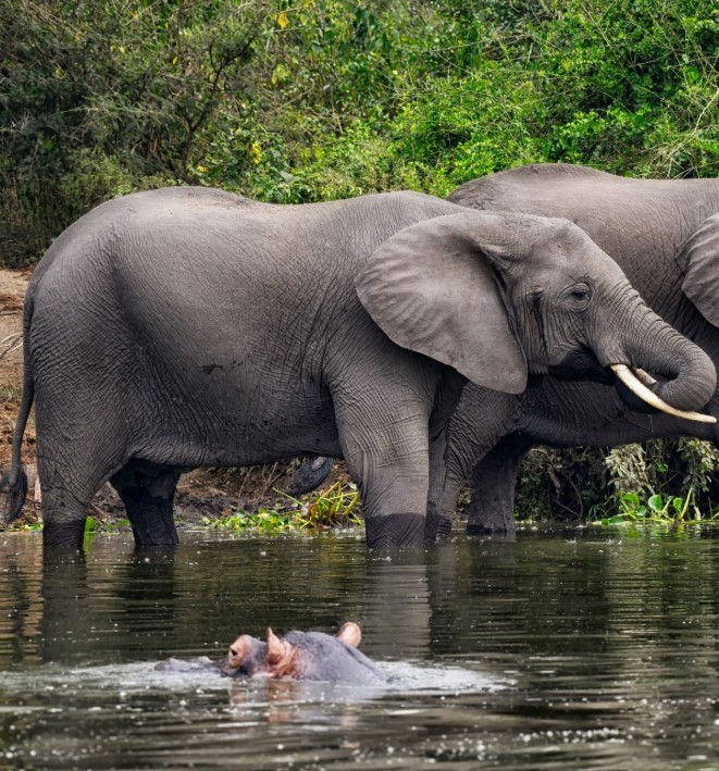 Elephants roaming freely in the Selous Game Reserve during a guided walk.