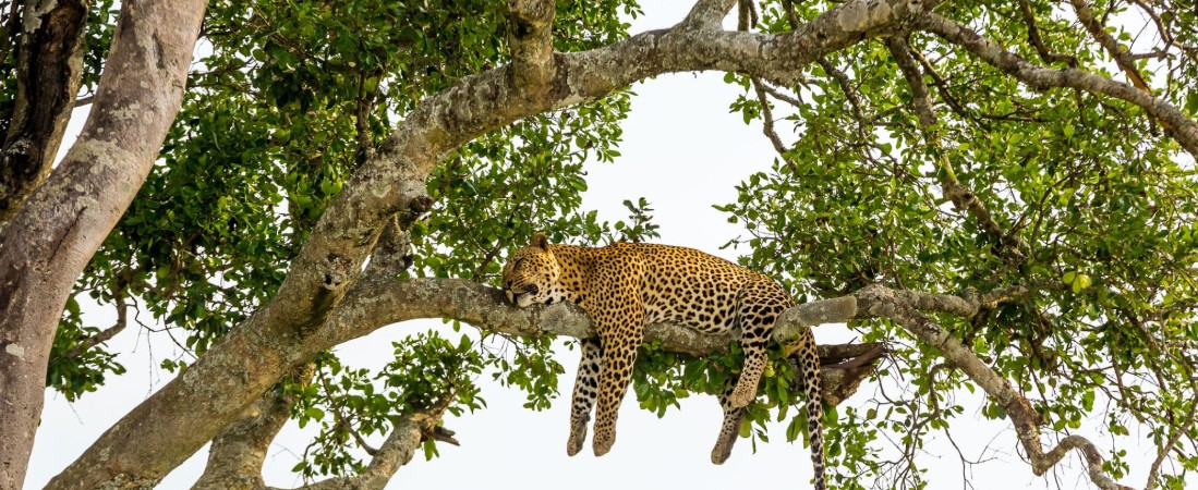 Vast Serengeti plains with grazing wildebeest during the Great Migration under a golden sunset sky.