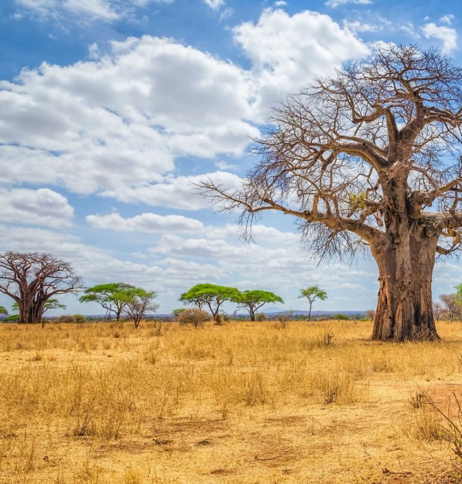 A baobab tree in Tarangire National Park against the African savanna landscape.