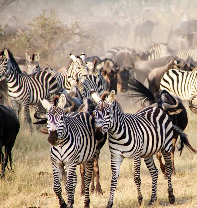 A diverse group of Serengeti animals including elephants, lions, zebras, and giraffes roaming freely across the open savannah under a clear blue sky.