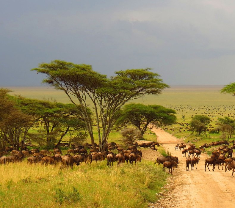 Aerial view of Serengeti National Park stretching across the plains