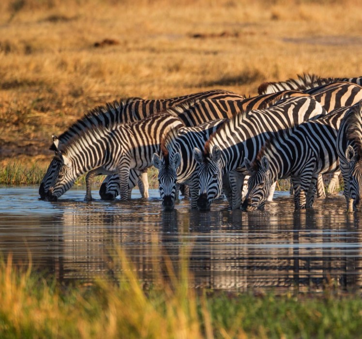 A group of zebras grazing peacefully on the open plains of Lake Manyara National Park with acacia trees in the background.