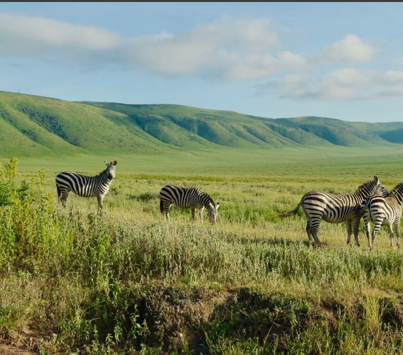 View of Ngorongoro Crater with wildlife roaming across the grassy crater floor under a clear blue sky.