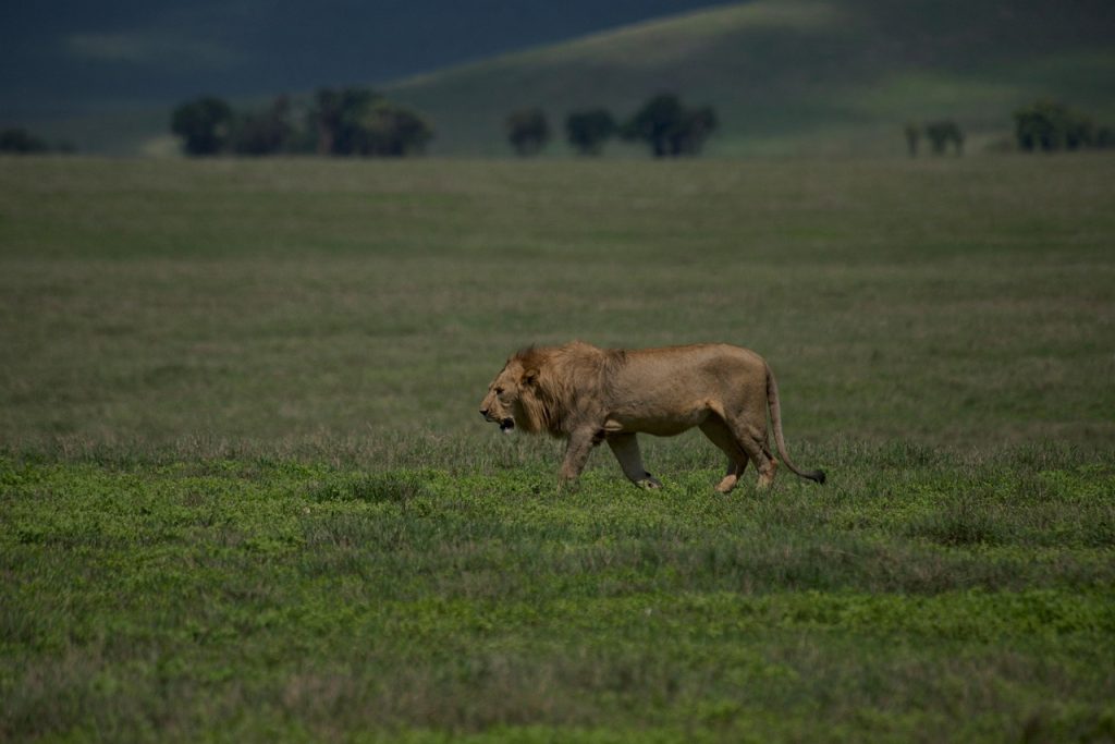 A lion pride resting in Ngorongoro Crater with zebras grazing in the background under the morning sun.