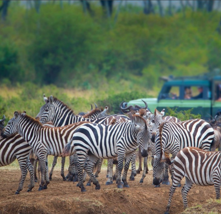 Great Migration in Serengeti