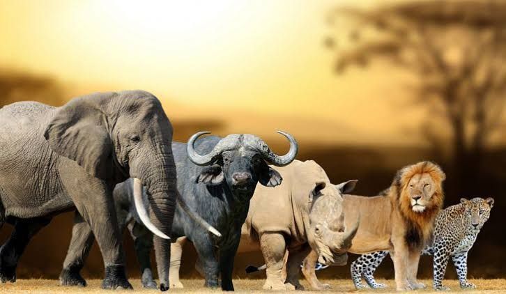 Where to see the Big Five in Kenya