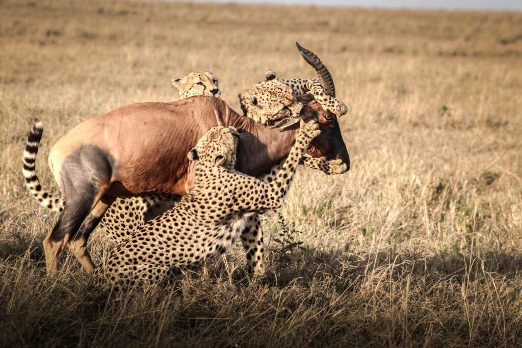 Kenya safari cost