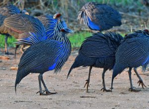 Kenya | Blue Velvet. Birding in Kenya.