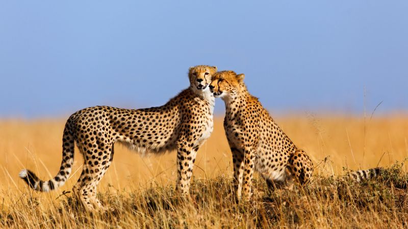 cheetahs in Maasai Mara