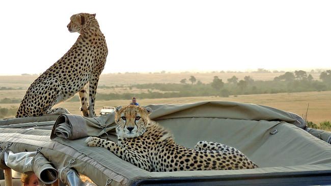 cheetahs in Maasai Mara