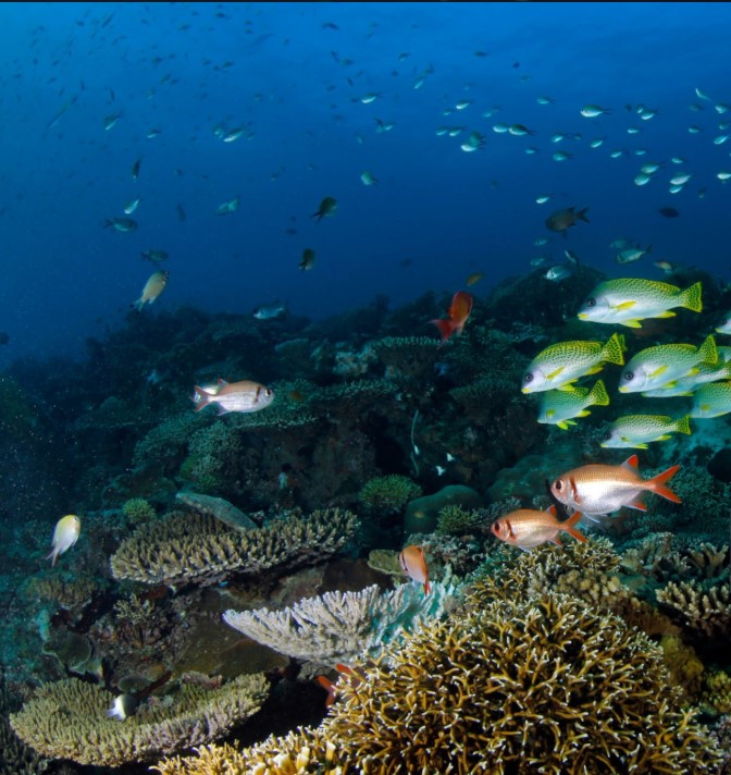 Mafia Island Marine Park coral reef and tropical fish