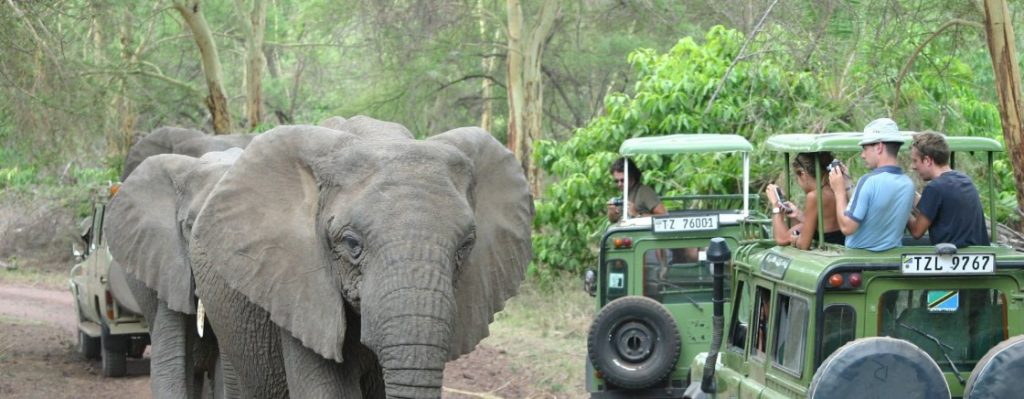Safari vehicle parked under acacia trees during a Lake Manyara day trip with wildlife in the background.