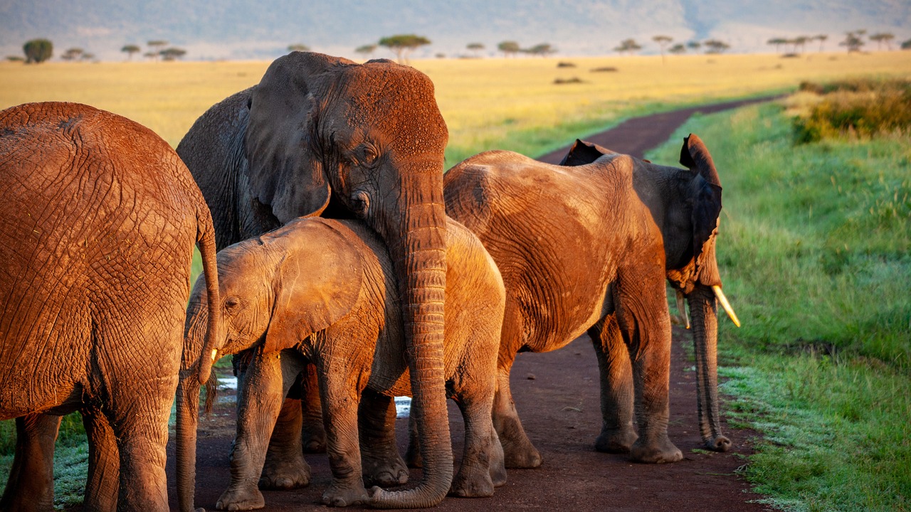 A family of Ruaha elephants walking through the savannah near a riverbank under the golden light of sunset.