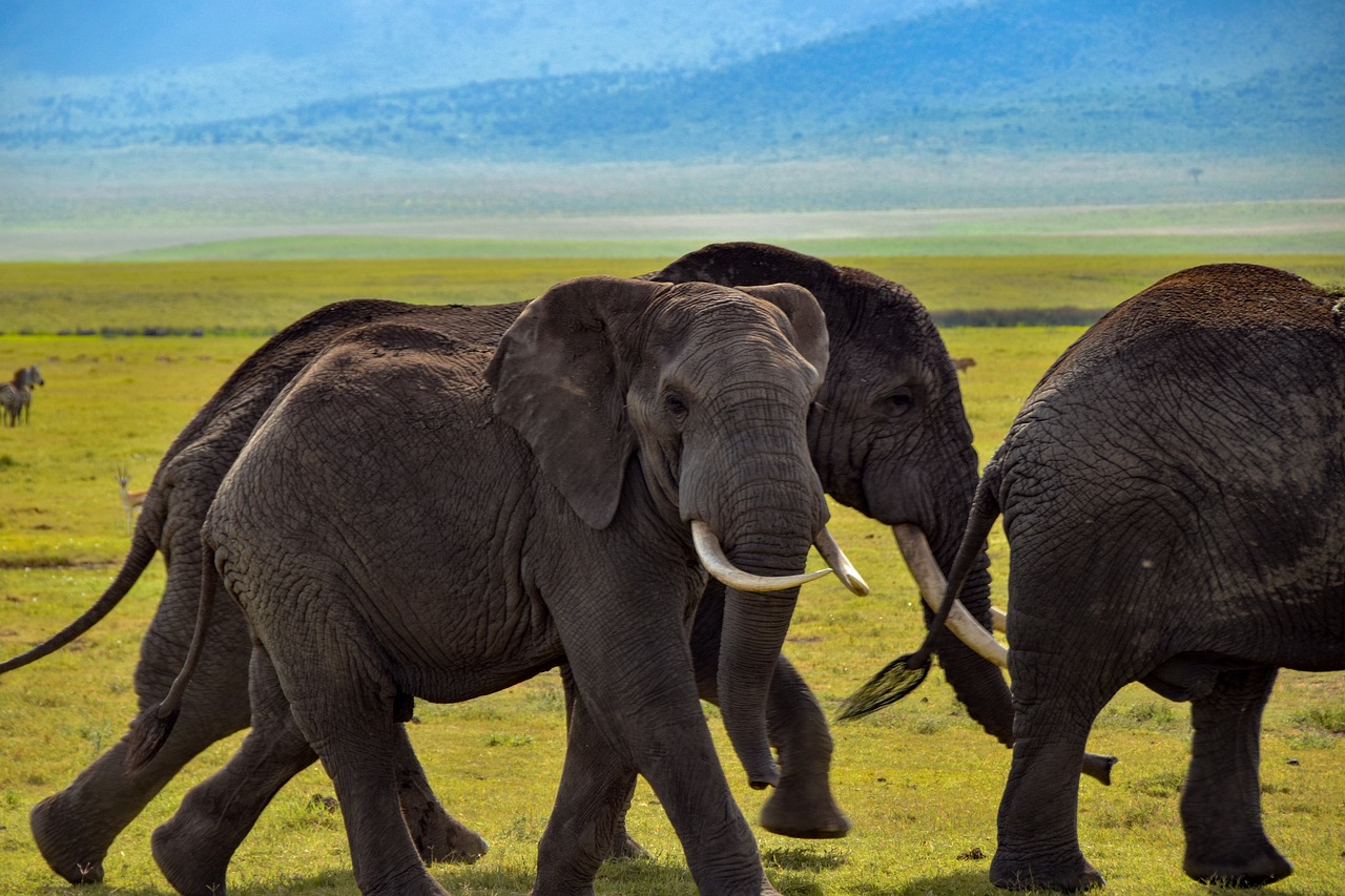 The Big 5 animals in Africa: lion, leopard, elephant, buffalo, and rhinoceros, in their natural habitat.