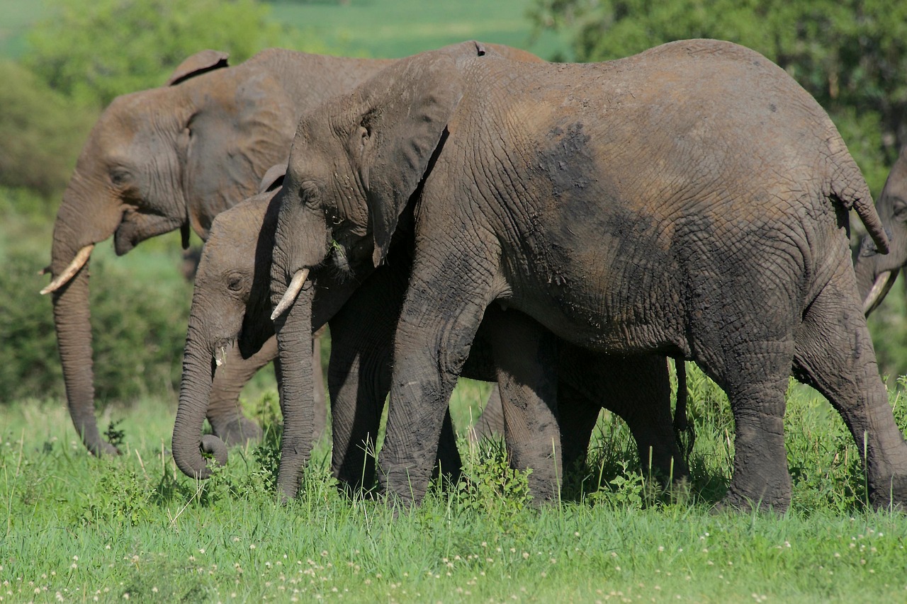 Elephants grazing in Tarangire National Park.