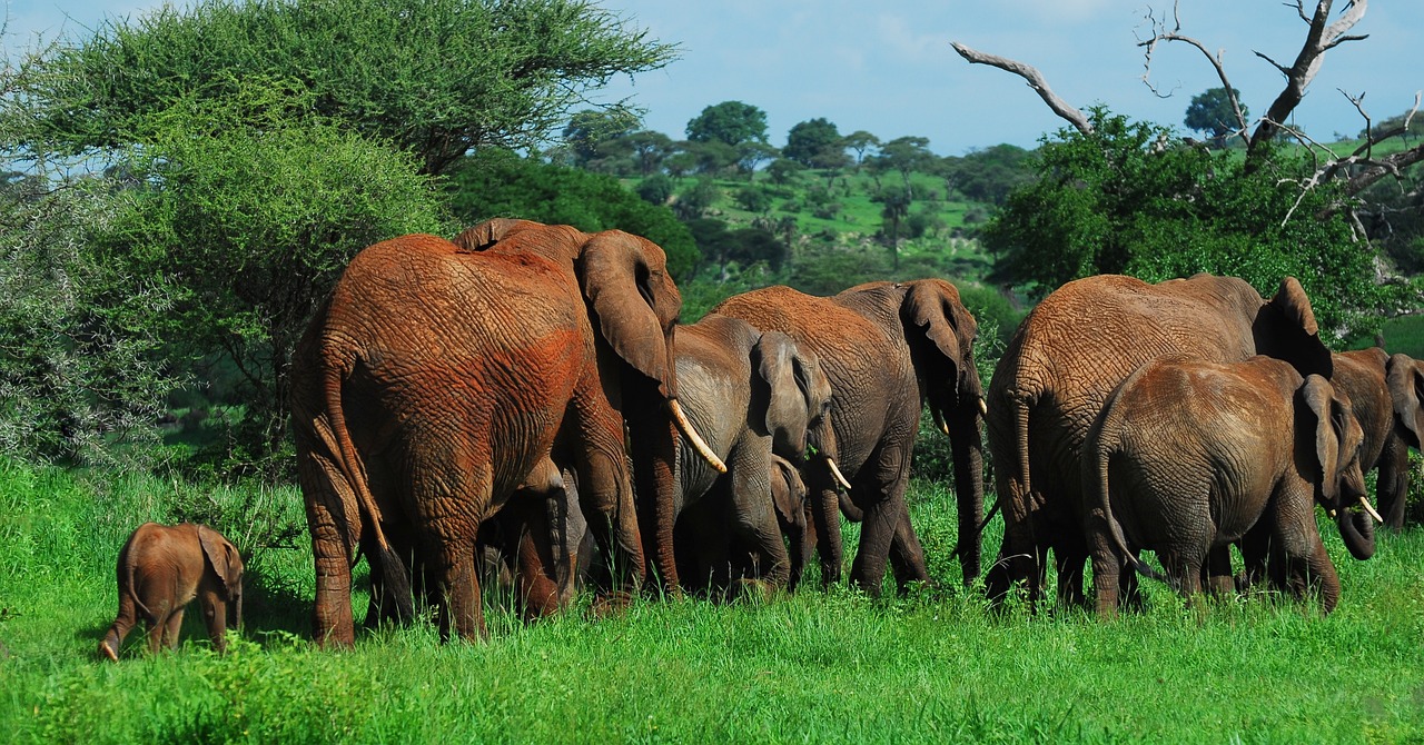 Elephants drinking at Tarangire River during dry season