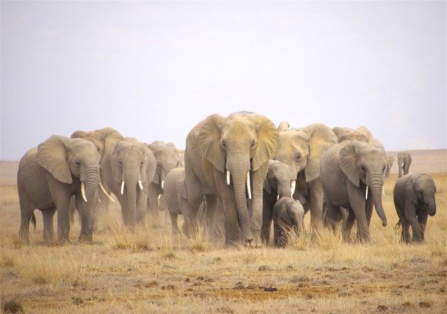 elephants in Amboseli