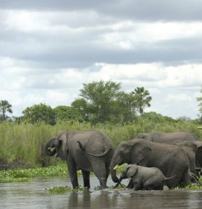 Elephants in Selous Game Reserve, roaming freely in their natural habitat amidst the vast African wilderness.
