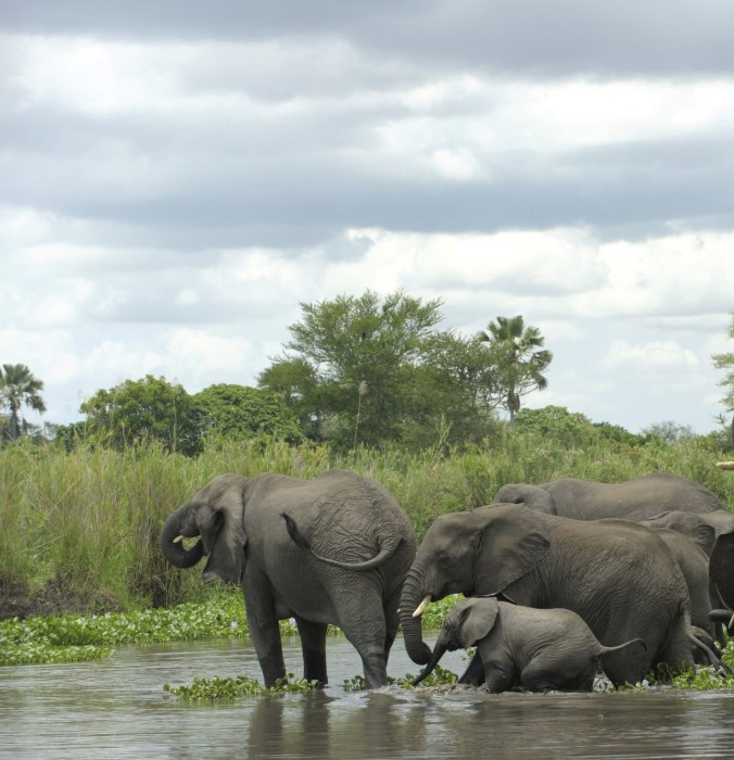 Elephants in Selous Game Reserve, roaming freely in their natural habitat amidst the vast African wilderness.