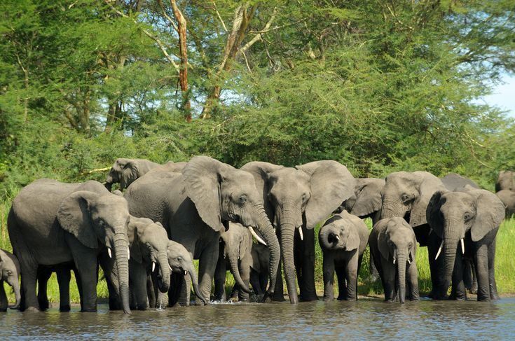 elephants in Amboseli. Kenya safari all-inclusive package