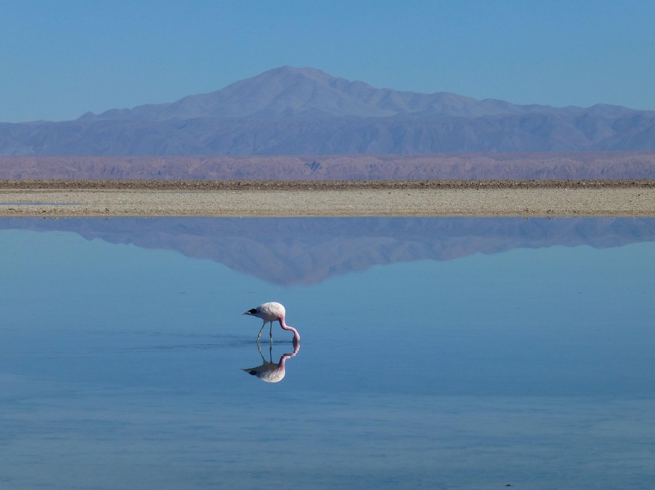 large flock of flamingos wading in the shallow waters of Lake Manyara with reflections on the lake surface.