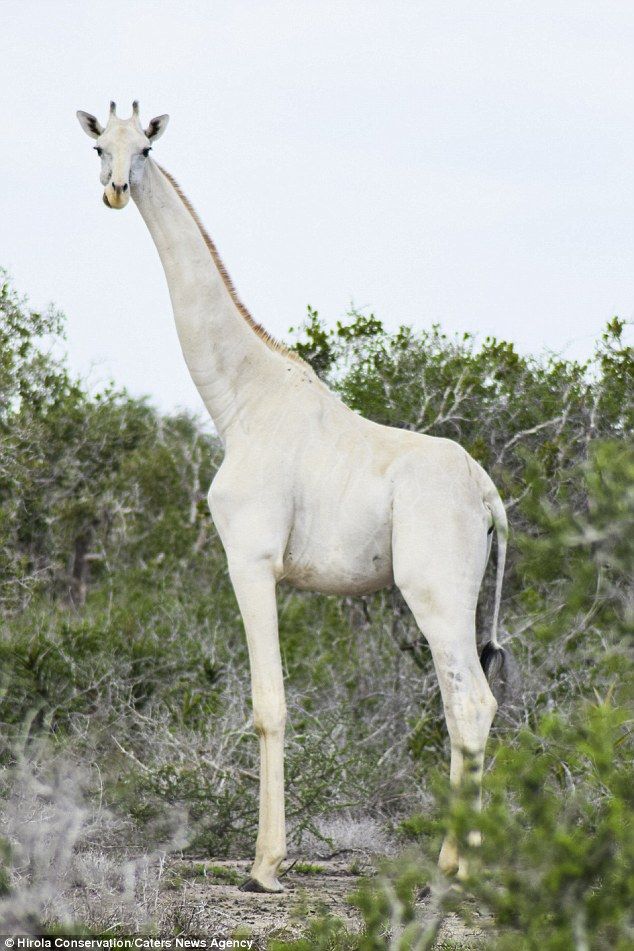 White giraffes are spotted in Kenya. rare animals in Kenya.