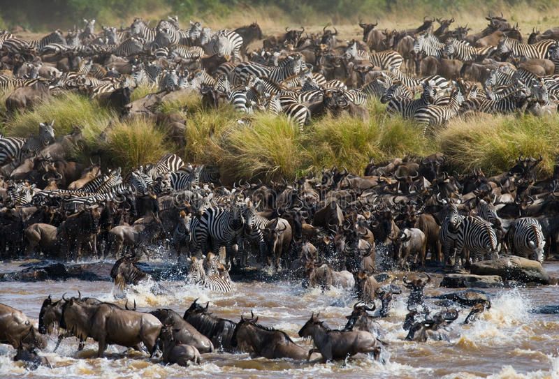 Great Migration in Kenya