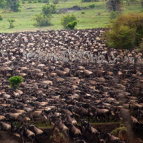 Great Migration in Kenya. Safari expensive for Indians