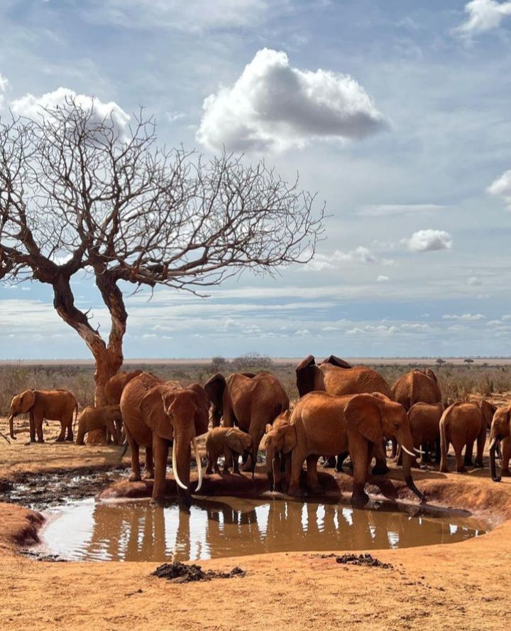 Kenya safari