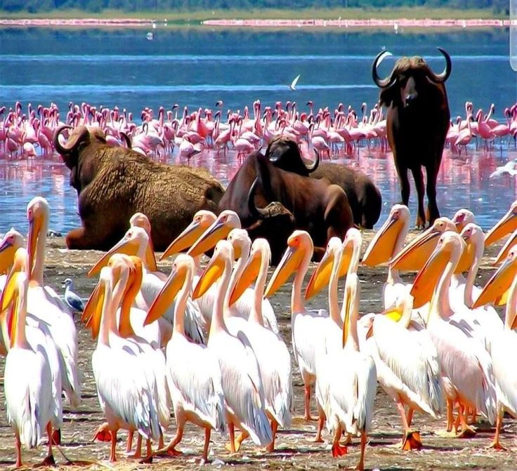 visit Lake Nakuru. Birding in Kenya