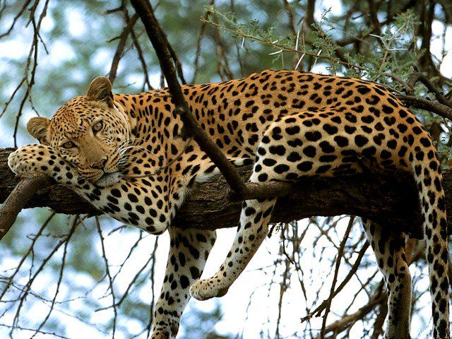 leopards in Samburu. Instagrammable Destinations in Kenya | All in Africa Safaris. avoid safari scams