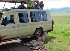 Kenya safari for kids. Age limit for Kenya safaris. Child-friendly lodges in Kenya. photograph lions in Kenya with safari jeep tours