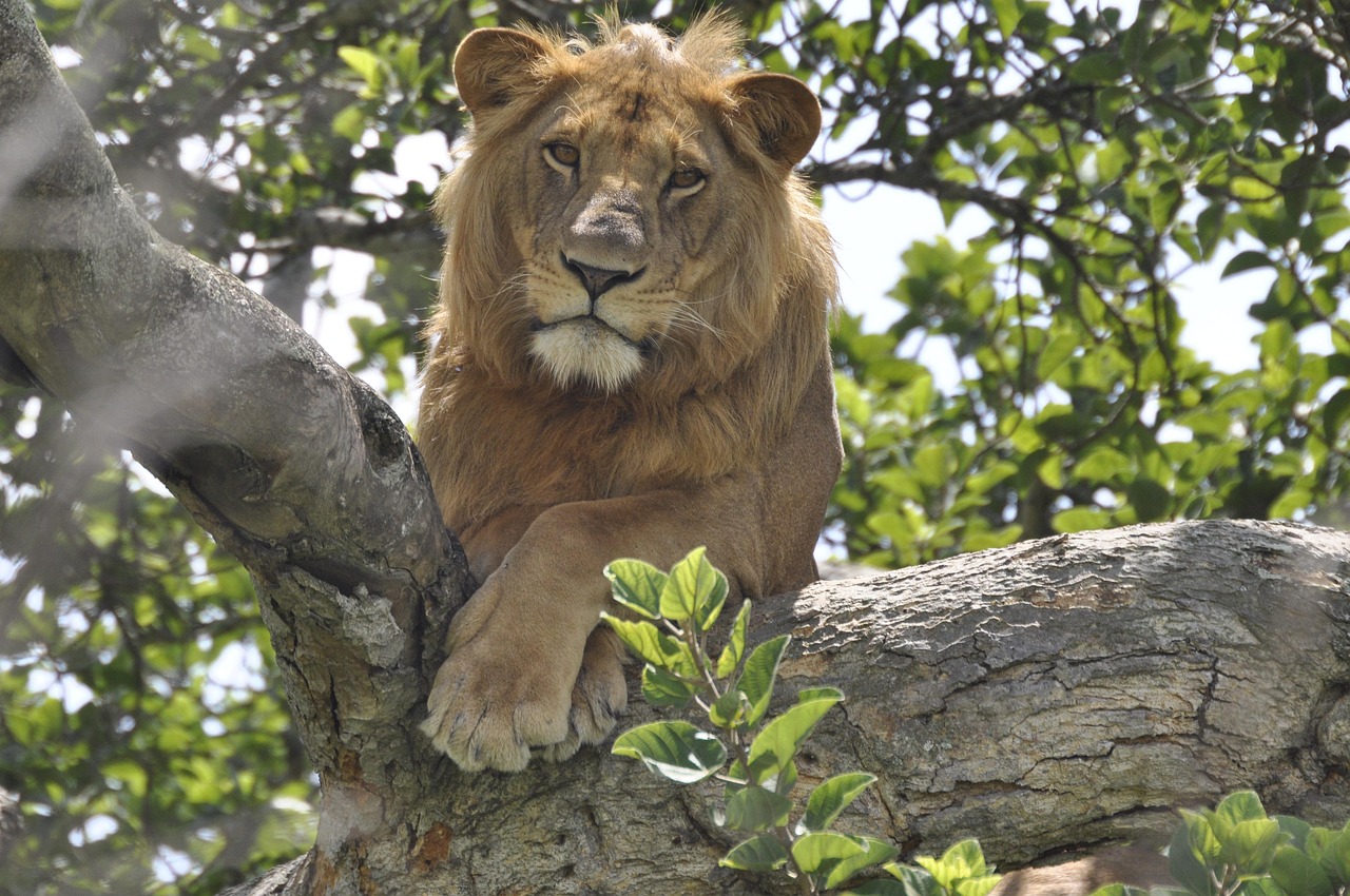 A lion lounging on a tree branch in Tarangire National Park, Tanzania.
