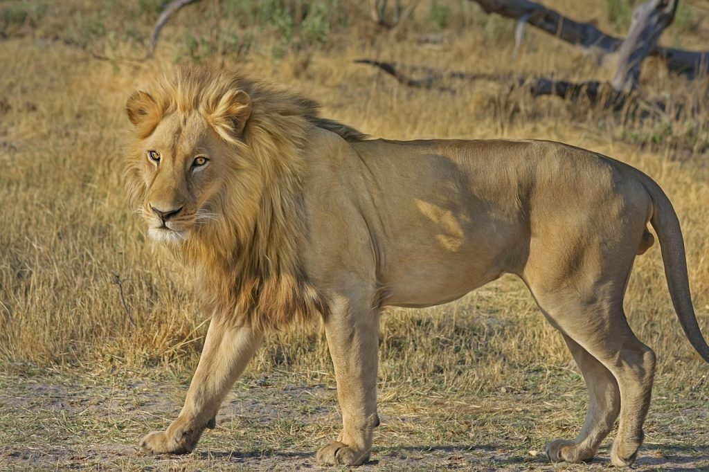 Sunrise safari in Ruaha National Park with elephants grazing by the river