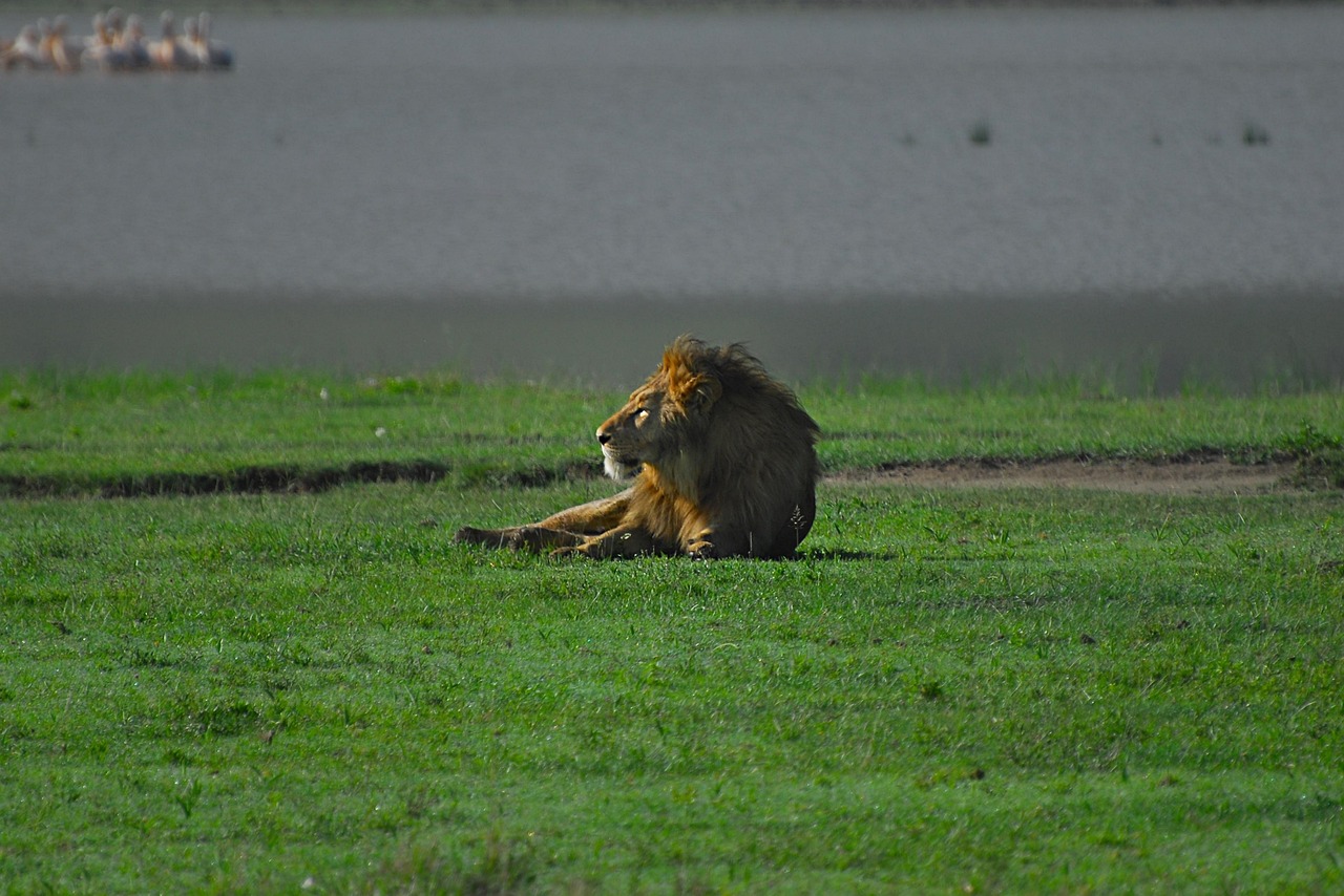 Walking safari in Ngorongoro Crater with wildlife and scenic views.