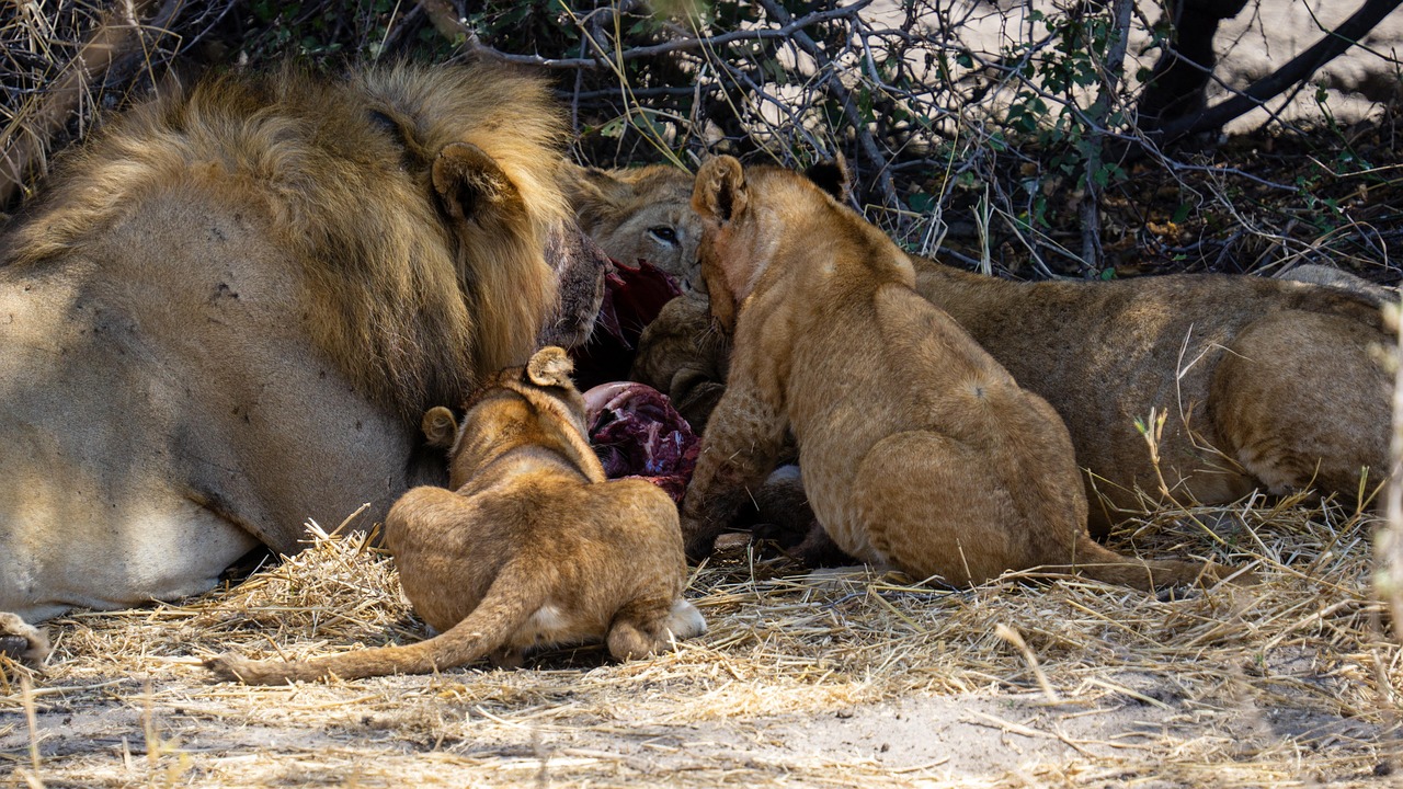 Group of Africa’s Big Five animals in Serengeti savannah
