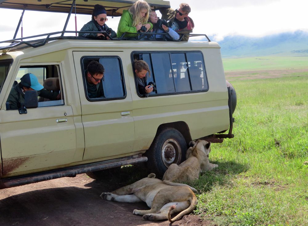 Kenya safari for kids. Age limit for Kenya safaris. Child-friendly lodges in Kenya. photograph lions in Kenya