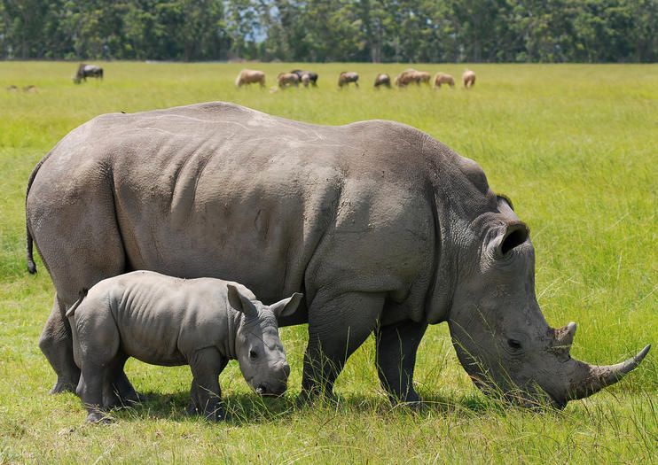 Big Five in Kenya
