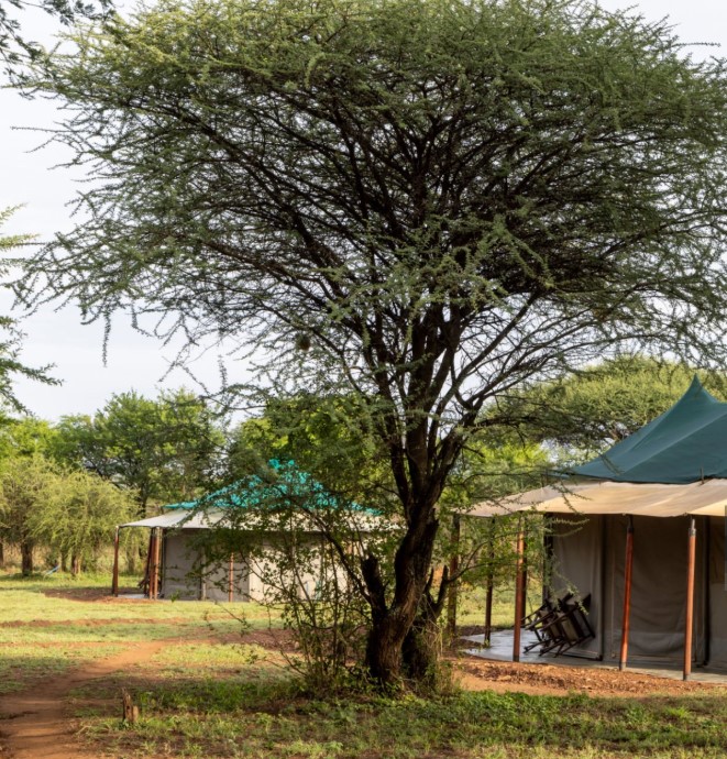 Serengeti camping experience with tents set up in the wilderness, surrounded by nature and wildlife.