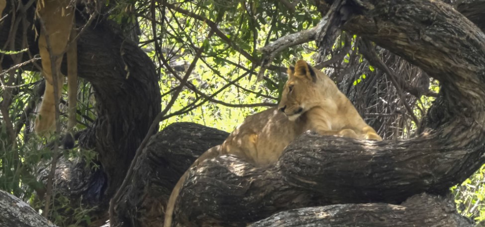 Tree-climbing lion resting on a tree branch in Lake Manyara National Park