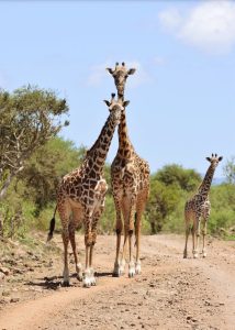 Amboseli vs. Tsavo