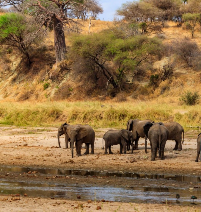 Wildlife safari in Tarangire