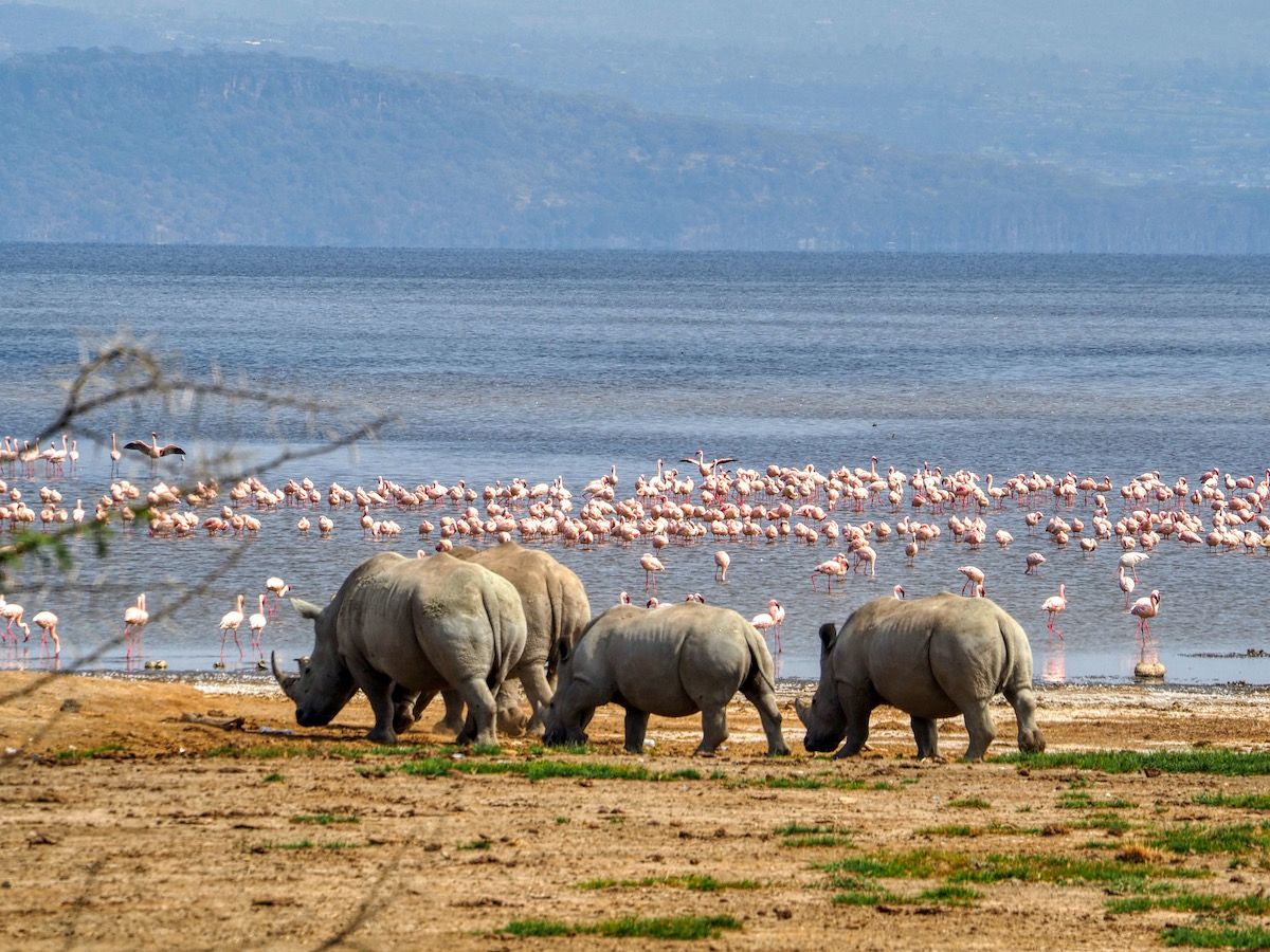 visit Lake Nakuru. Where to spot rhinos in Kenya. Book a Kenya safari