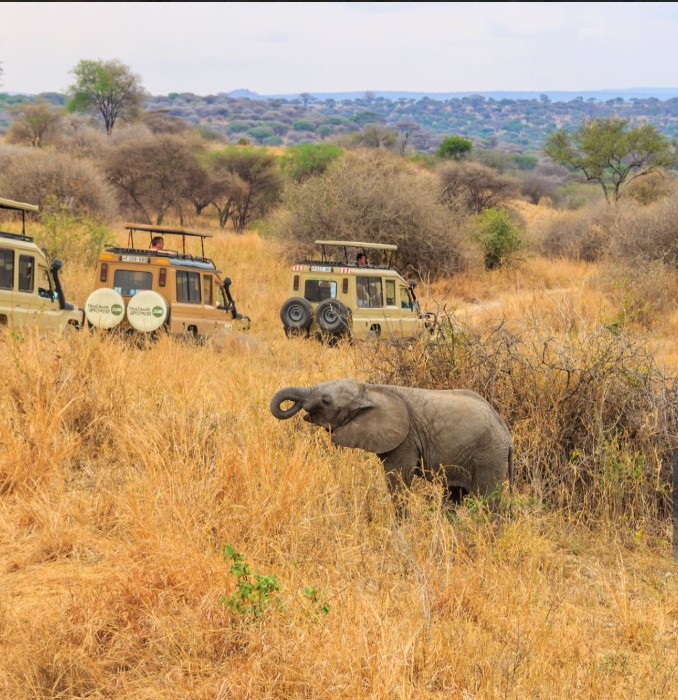 Tourist walking through Tarangire bush with guide during safari.