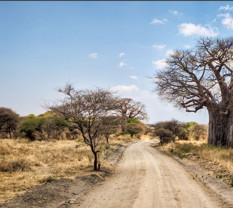 Tarangire National Park landscape with baobab trees and wildlife